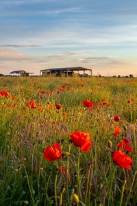 Preview wallpaper poppies, flowers, petals, red