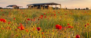Preview wallpaper poppies, flowers, petals, red