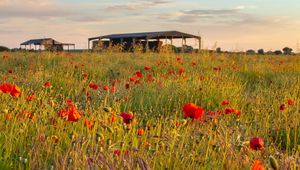 Preview wallpaper poppies, flowers, petals, red