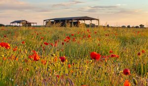 Preview wallpaper poppies, flowers, petals, red