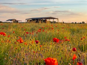 Preview wallpaper poppies, flowers, petals, red