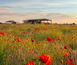 Preview wallpaper poppies, flowers, petals, red