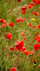 Preview wallpaper poppies, flowers, petals, buds, leaves, red