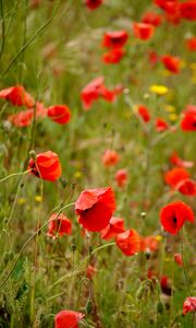 Preview wallpaper poppies, flowers, petals, buds, leaves, red