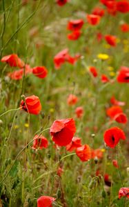 Preview wallpaper poppies, flowers, petals, buds, leaves, red