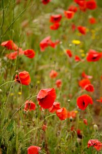 Preview wallpaper poppies, flowers, petals, buds, leaves, red