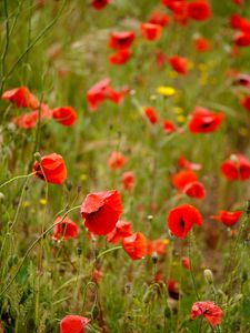 Preview wallpaper poppies, flowers, petals, buds, leaves, red