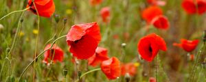 Preview wallpaper poppies, flowers, petals, buds, leaves, red