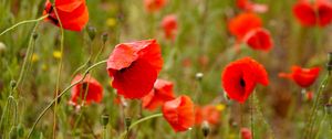 Preview wallpaper poppies, flowers, petals, buds, leaves, red