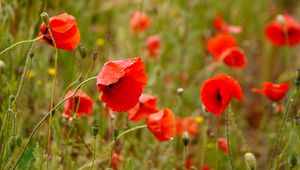 Preview wallpaper poppies, flowers, petals, buds, leaves, red