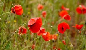 Preview wallpaper poppies, flowers, petals, buds, leaves, red