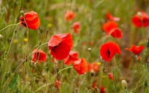 Preview wallpaper poppies, flowers, petals, buds, leaves, red