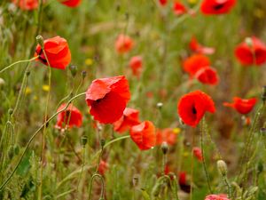 Preview wallpaper poppies, flowers, petals, buds, leaves, red