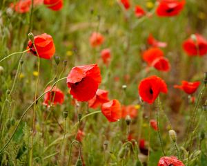 Preview wallpaper poppies, flowers, petals, buds, leaves, red