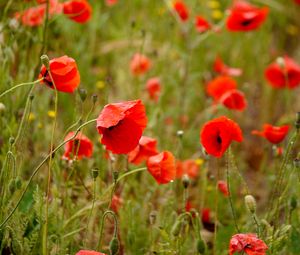 Preview wallpaper poppies, flowers, petals, buds, leaves, red