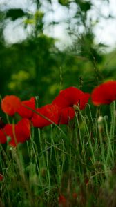 Preview wallpaper poppies, flowers, petals, grass, red, green