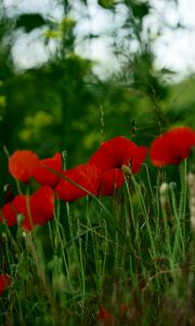 Preview wallpaper poppies, flowers, petals, grass, red, green