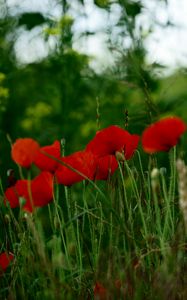 Preview wallpaper poppies, flowers, petals, grass, red, green