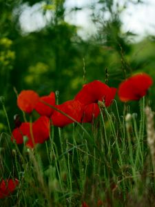 Preview wallpaper poppies, flowers, petals, grass, red, green