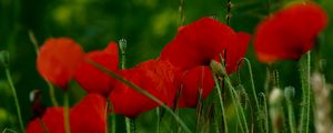 Preview wallpaper poppies, flowers, petals, grass, red, green