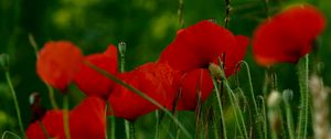 Preview wallpaper poppies, flowers, petals, grass, red, green