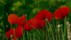 Preview wallpaper poppies, flowers, petals, grass, red, green