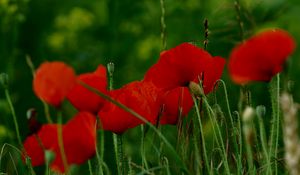 Preview wallpaper poppies, flowers, petals, grass, red, green