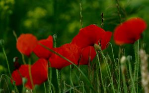 Preview wallpaper poppies, flowers, petals, grass, red, green