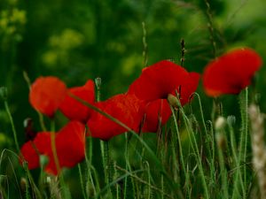 Preview wallpaper poppies, flowers, petals, grass, red, green