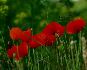 Preview wallpaper poppies, flowers, petals, grass, red, green