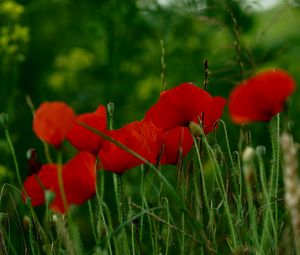 Preview wallpaper poppies, flowers, petals, grass, red, green