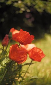 Preview wallpaper poppies, flowers, petals, red, blur, summer