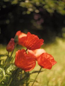 Preview wallpaper poppies, flowers, petals, red, blur, summer