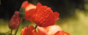 Preview wallpaper poppies, flowers, petals, red, blur, summer