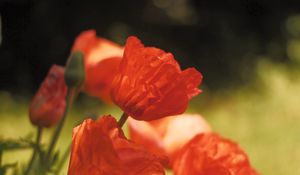 Preview wallpaper poppies, flowers, petals, red, blur, summer