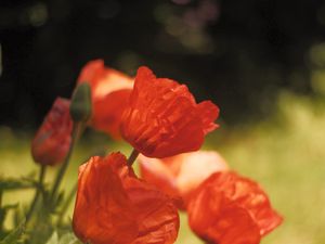 Preview wallpaper poppies, flowers, petals, red, blur, summer