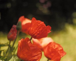 Preview wallpaper poppies, flowers, petals, red, blur, summer