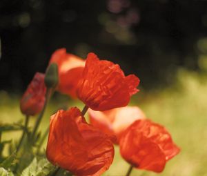 Preview wallpaper poppies, flowers, petals, red, blur, summer