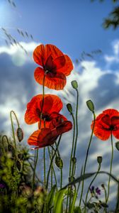 Preview wallpaper poppies, flowers, plant