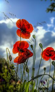 Preview wallpaper poppies, flowers, plant