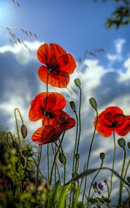 Preview wallpaper poppies, flowers, plant