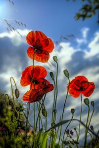 Preview wallpaper poppies, flowers, plant