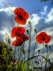 Preview wallpaper poppies, flowers, plant