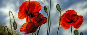 Preview wallpaper poppies, flowers, plant