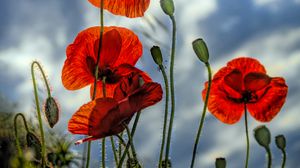 Preview wallpaper poppies, flowers, plant