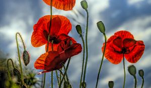 Preview wallpaper poppies, flowers, plant