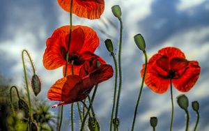 Preview wallpaper poppies, flowers, plant