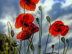 Preview wallpaper poppies, flowers, plant