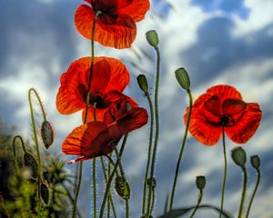 Preview wallpaper poppies, flowers, plant