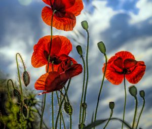 Preview wallpaper poppies, flowers, plant